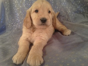 Male Goldendoodle Puppy for sale #4 Ready April 2013| We are Located 25 Miles south of Albert Lea Minnesota near I-35